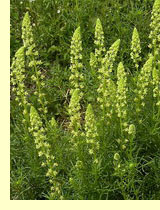 Резеда желтая (Reseda lutea L) Резеда желтая (Reseda lutea L)